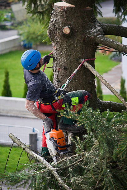 Reliable Pahrump, NV  Tree Services Solutions